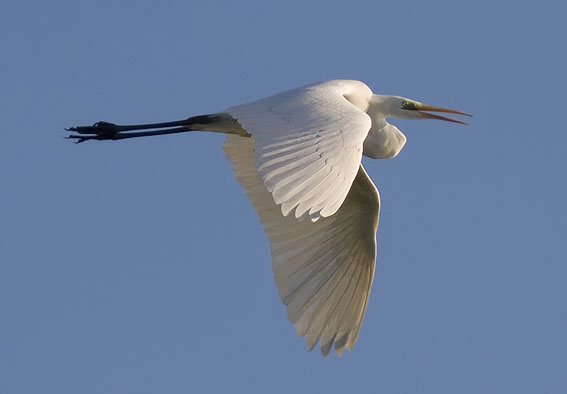 Grotezilverreiger131207E